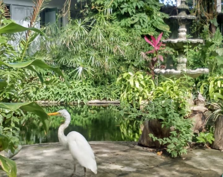 Devido à interdição da rua principal do Mutange, IMA realoca Herbário MAC e Jardineto