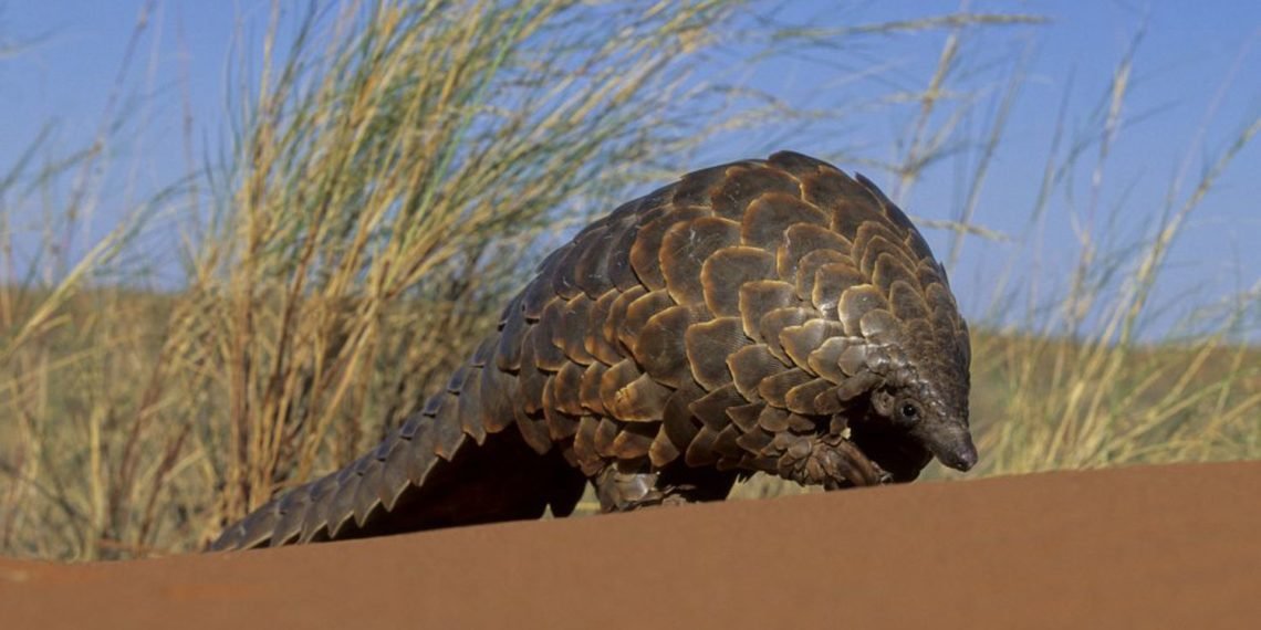 O pangolim é a maior vítima do tráfico de fauna selvagem, principalmente na África e na Ásia. Sua carne é considerada uma iguaria em vários países asiáticos.GETTY IMAGES